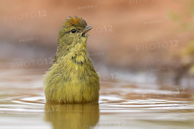 Orange-crowned Warbler (Leiothlypis celata) bathing, Texas, USA