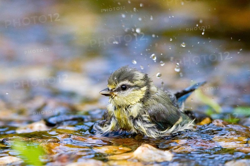 Eurasian Blue Tit (Cyanistes caeruleus) juvenile bathing at little stream, Mecklenburg-Western Pomerania, Germany