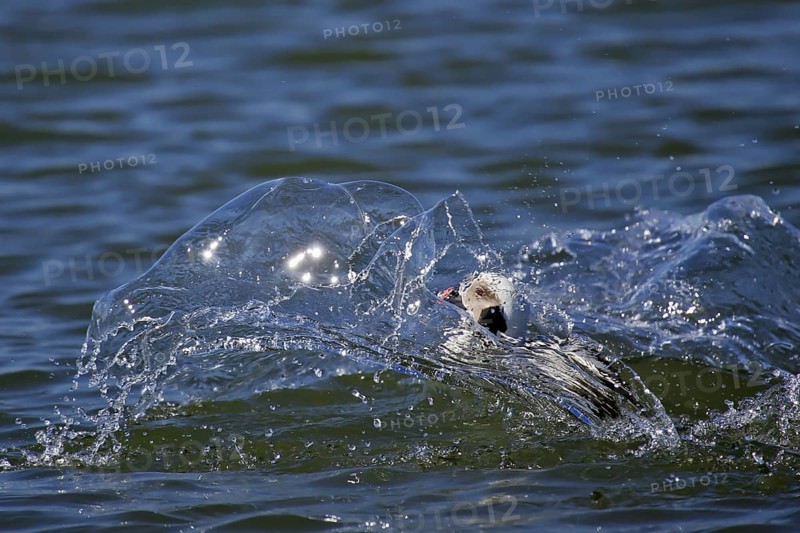 Long-tailed Duck (Clangula hyemalis) male, Mecklenburg-Western Pomerania, Germany