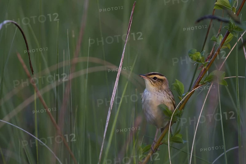 Aquatic Warbler (Acrocephalus paludicola), Poland