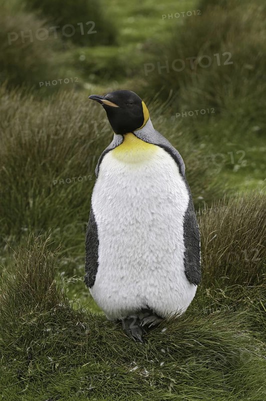 King Penguin (Aptenodytes patagonicus), Falkland Islands
