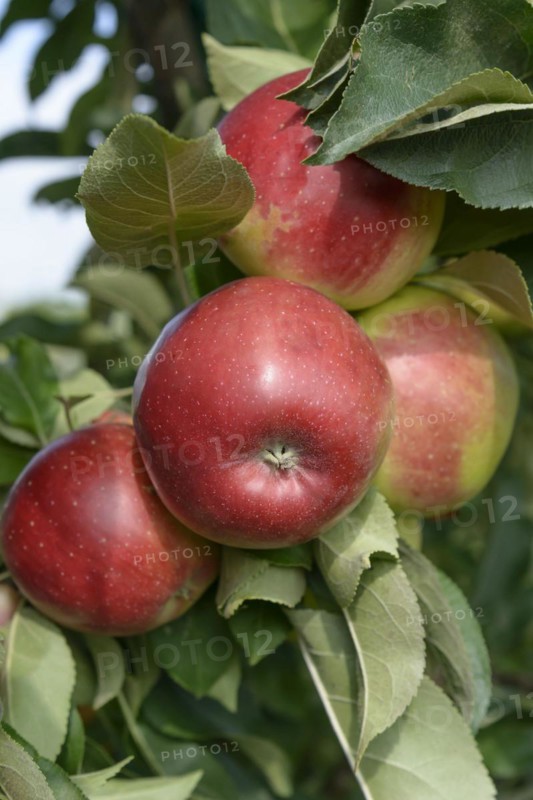 Columnar apple (Malus domestica 'Redcats'),  Veitshöchheim, Bavaria, Germany