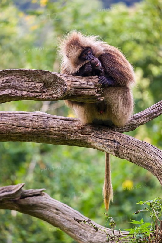 Portrait of an adult male Gelada (Theropithecus gelada), or bleeding-heart monkey, resting on a log. A green forest in the background