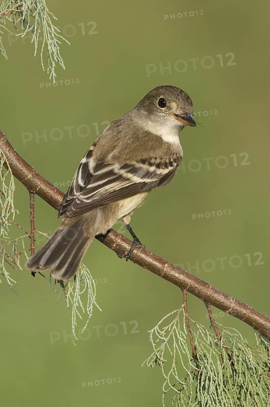 Alder Flycatcher (Empidonax alnorum), Texas, USA