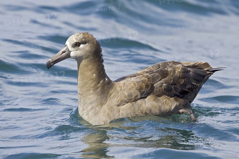 Black-footed Albatross (Phoebastria nigripes), Washington, USA