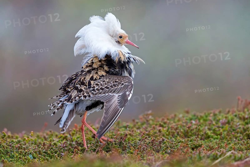 Ruff, (Philomachus pugnax), animals, birds, plumage during mating season, snipe bird, courtship, male, mating behaviour, mating season, Varanger, Finnmark, Norway