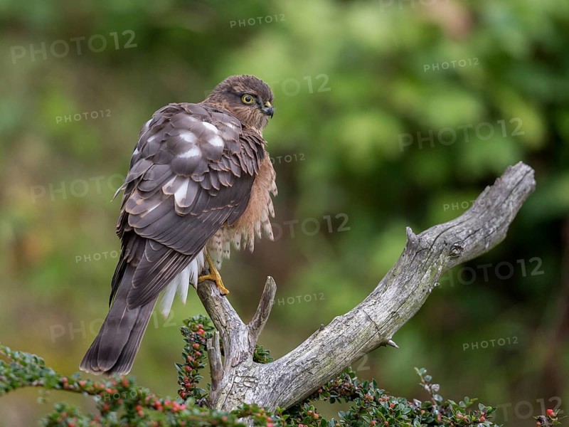 Eurasian Sparrowhawk (Accipiter nisus) female, Wales, United Kingdom