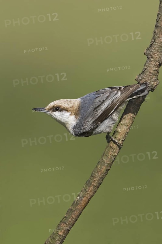 Brown-headed Nuthatch (Sitta pusilla), Texas, USA