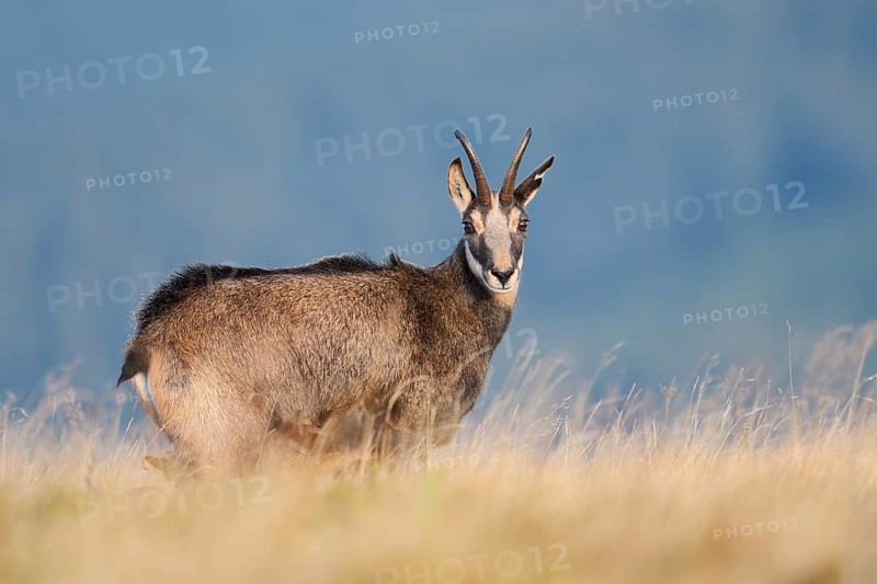 Chamois (Rupicapra rupicapra) in autumn, Vosges, France