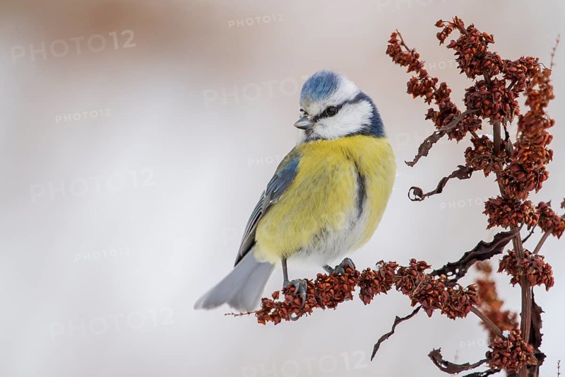 Eurasian Blue Tit (Cyanistes caeruleus), Lower Saxony, Germany