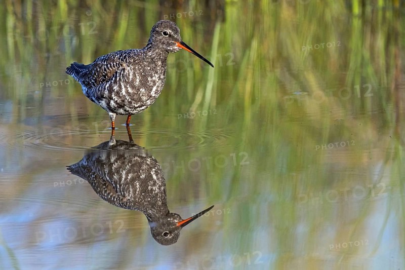 Spotted Redshank, (Sringa erythropus), foraging in water, water bodies, plover-like, Wadi Darbat, Salalah, Oman