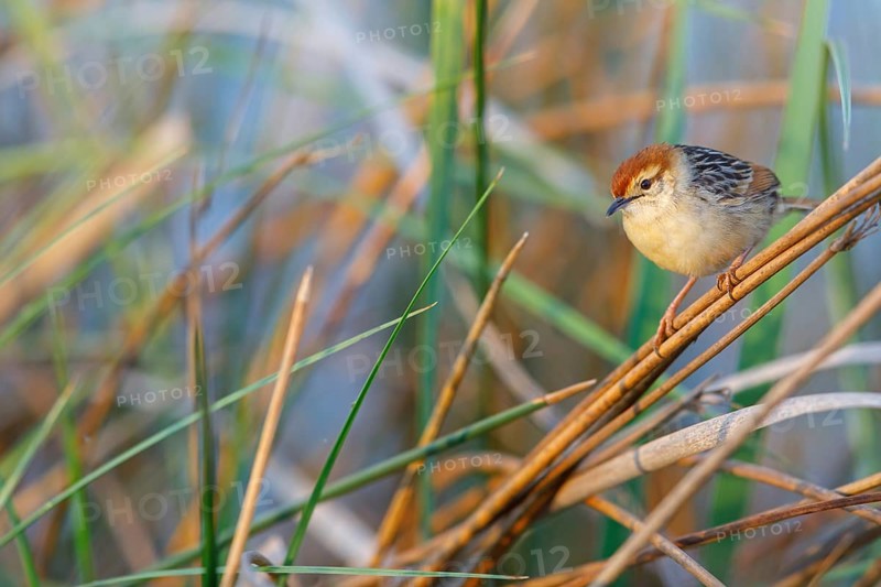 Vley's Cisticola, (Cisticola tinniens), biotope, habitat, perch, False Bay Nature Reserve Stran, Cape Town, Western Cape, South Africa