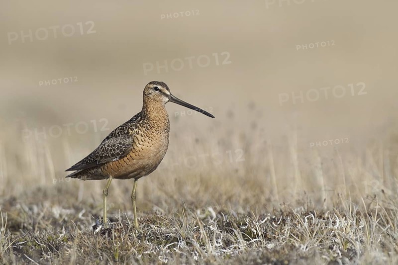 Long-billed Dowitcher (Limnodromus scolopaceus) male, Alaska, USA