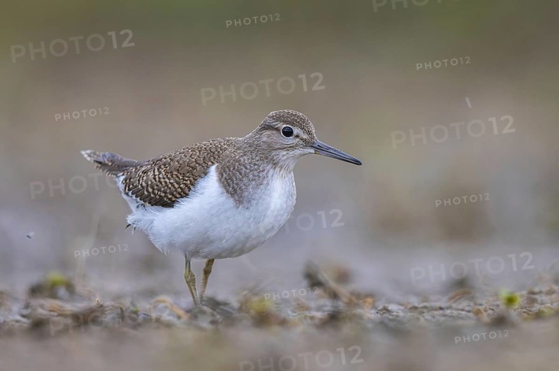 Common Sandpiper (Actitis hypoleucos) foraging, North Rhine-Westphalia, Germany