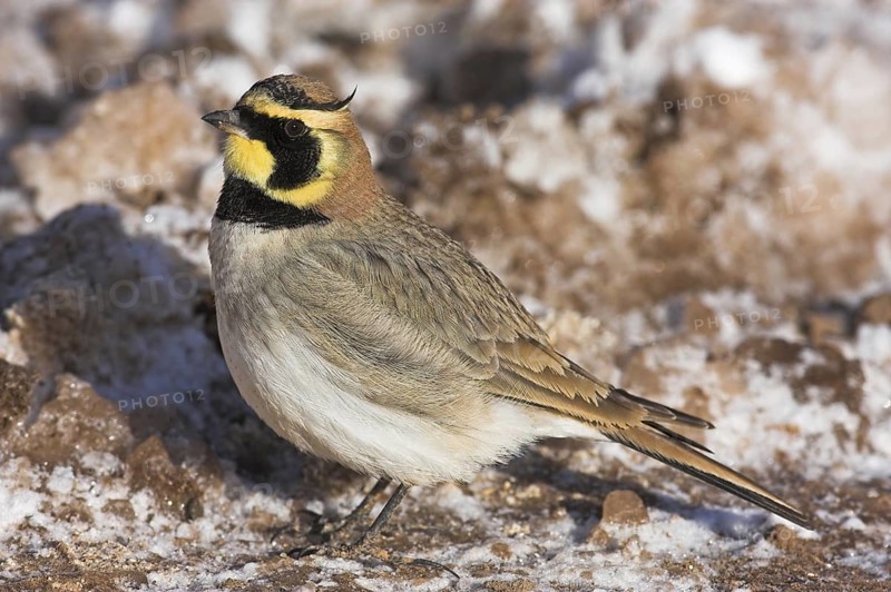 Horned Lark (Eremophila alpestris), Morocco
