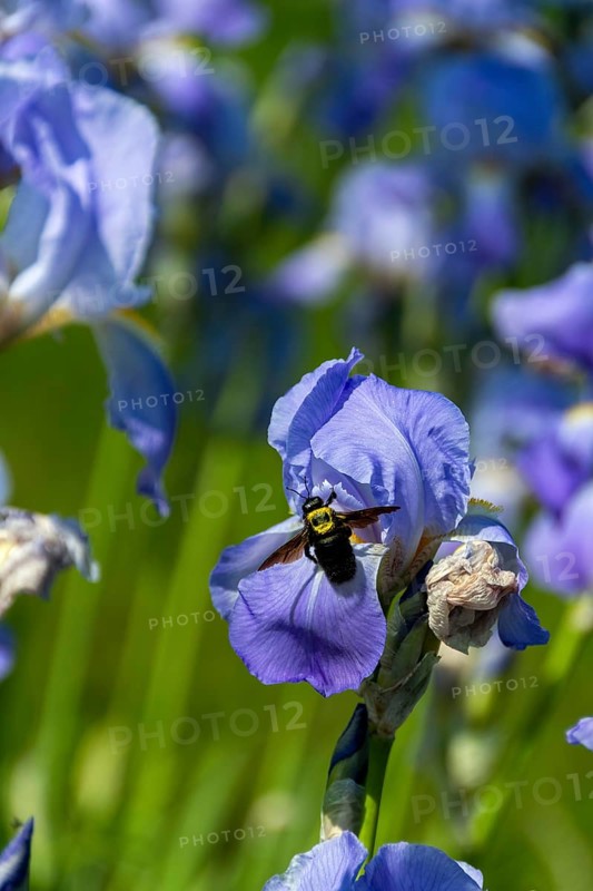 Bumblebee on iris, light blue blooms, France