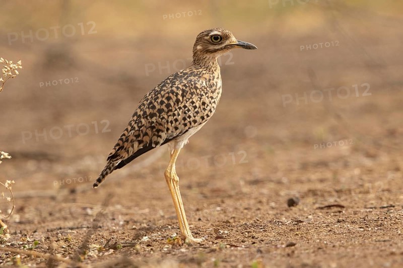 Kaptriel (Burhinus capensis), Lake Baringo, Kenya