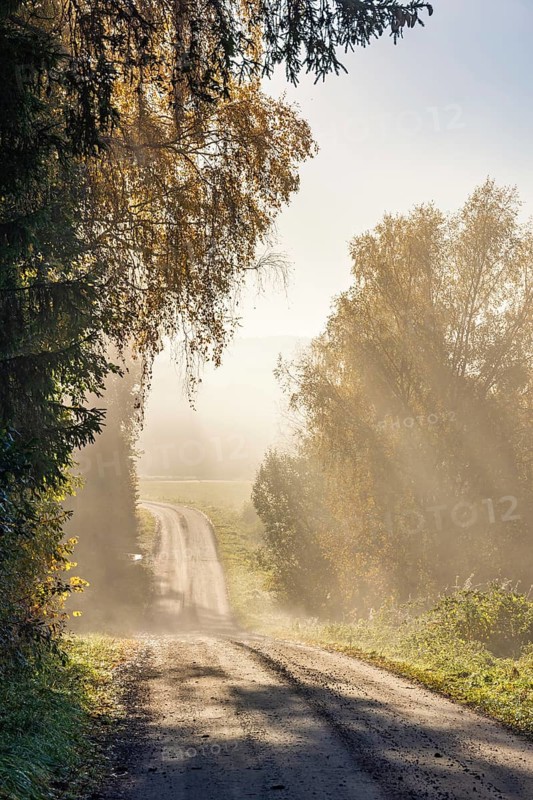 Dirt road in a deciduous forest with sun rays shining through the autumn fog in the countryside