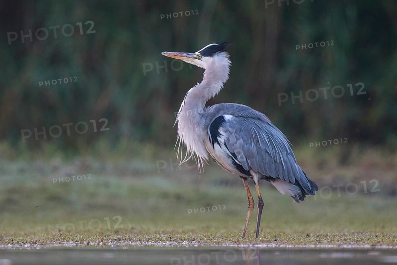 Grey Heron (Ardea cinerea) foraging, North Rhine-Westphalia, Germany