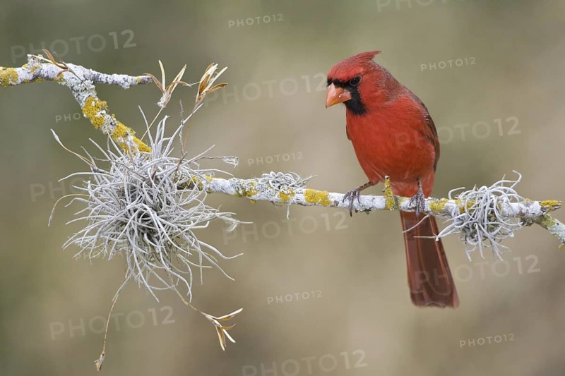 Northern Cardinal (Cardinalis cardinalis), Texas, USA