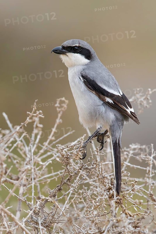 Southern Grey Shrike (Lanius meridionalis) perched on a dried twig, Fuerteventura, Spain