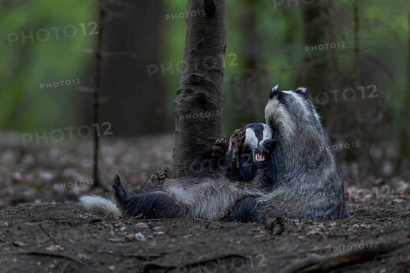 A pair of badgers (Meles meles) grooming each other at the roof castle, fun, joie de vivre, togetherness, nocturnal, Germany