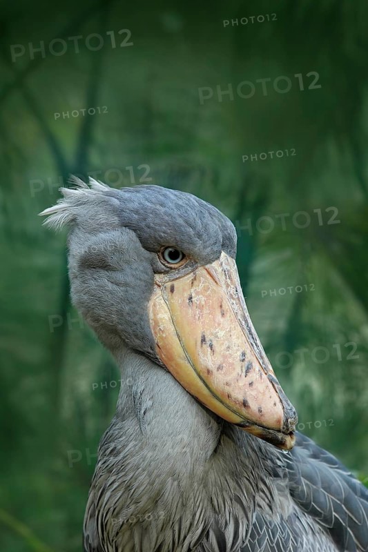 Portrait of big beak bird Shoebill, Balaeniceps rex, Uganda