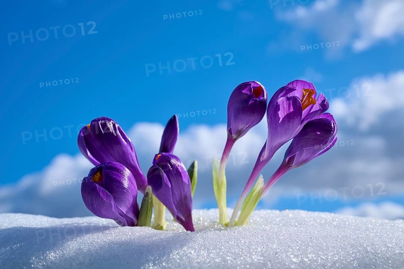 Purple crocuses sprouting through snow against a cloudy sky, spring, Bavaria, Germany