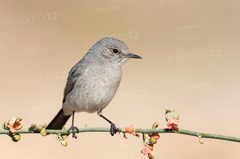 Blackstart (Oenanthe melanura) perched on a branch, Eilat, Israel