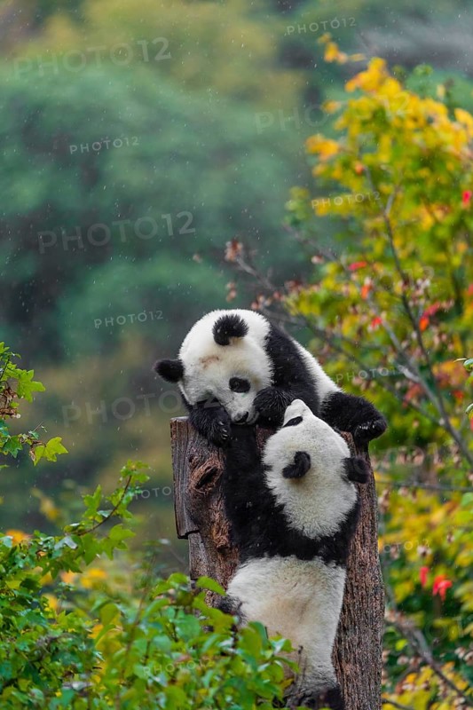 Two Giant Pandas, cubs, ailuropoda melanoleuca, climb in a tree