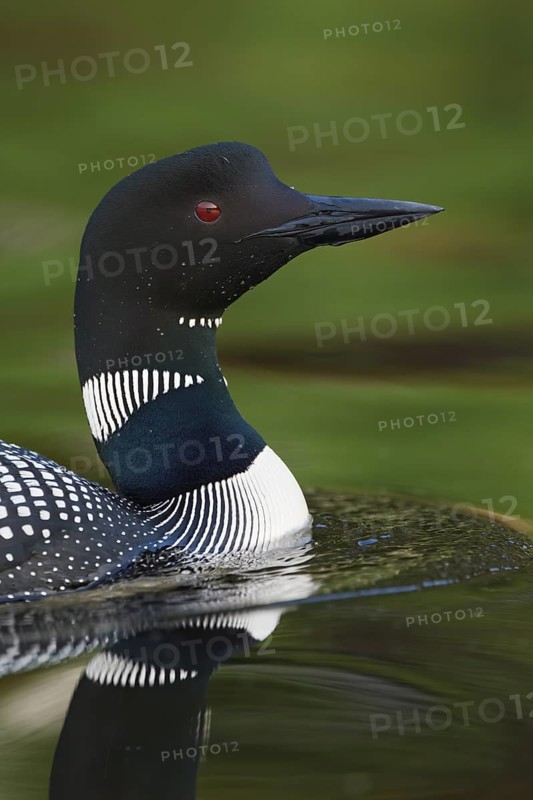 Common Loon : Lake Nettie : Presque Isle County, MI