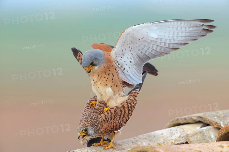Kestrel, (Falco tinnunculus), falcon family, falcons, male and female, mating, copula, rooftop, Hides de El Taray Lesser Kestr, Villafranca de los Caballeros, Castilla La Mancha Toledo, Spain