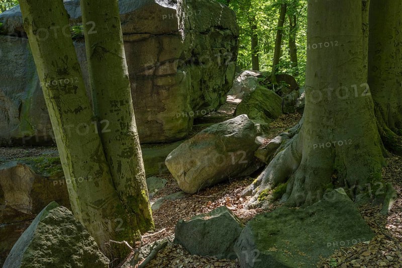Rocks in green beech forest, Ore Mountains, Czech Republic, May 2024