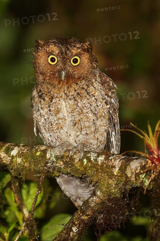 Bare-shanked Screech-Owl (Otus clarkii) perched on a branch in Costa Rica