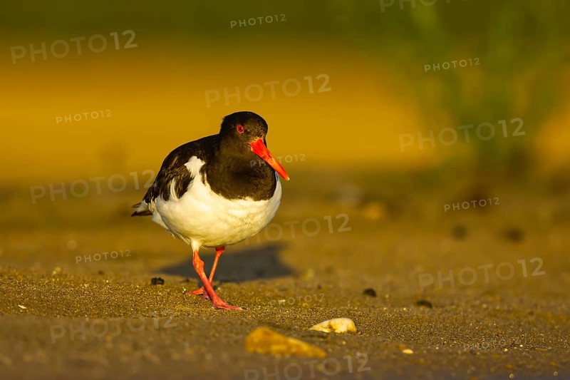 Eurasian Oystercatcher (Haematopus ostralegus), North Rhine-Westphalia, Germany