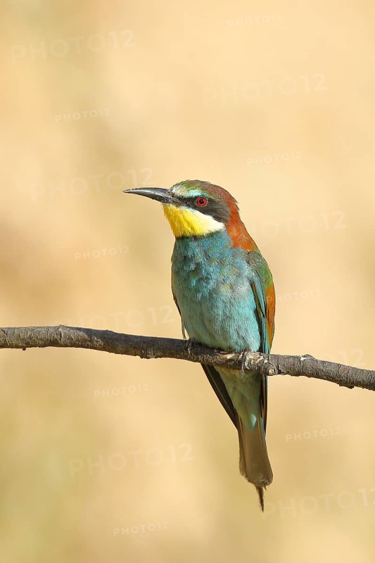 Bee-eater (Merops apiaster) sitting on a branch, front view, Rhineland-Palatinate, Germany