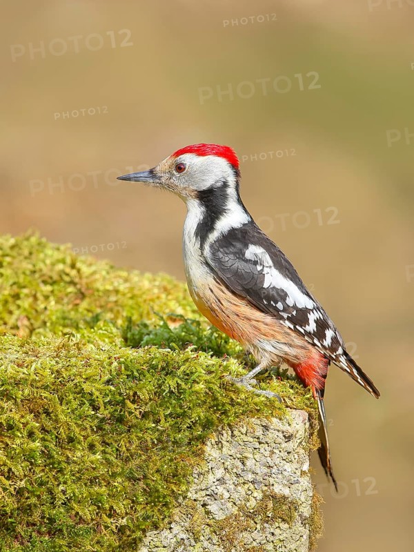 Middle Spotted Woodpecker (Dendrocopos medius), male sitting on a stone covered with moss, Wildlife, Animals, Birds, Woodpeckers, Siegerland, North Rhine-Westphalia, Germany