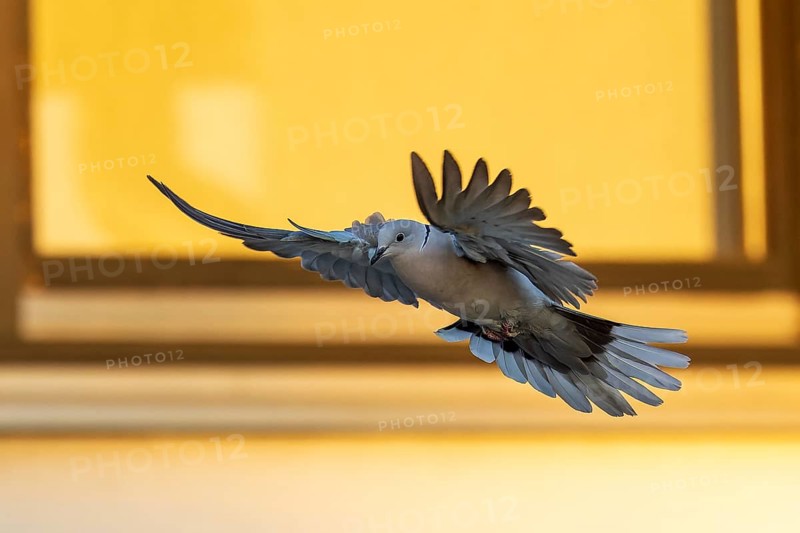 A dynamically flying pigeon with wide-spread wings in front of a yellow window frame, Eurasian collared dove (Streptopelia decaocto), wildlife, Germany