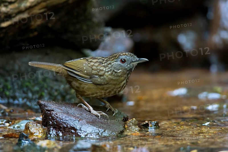 Streaked Wren-Babbler (Napothera brevicaudata), Thailand