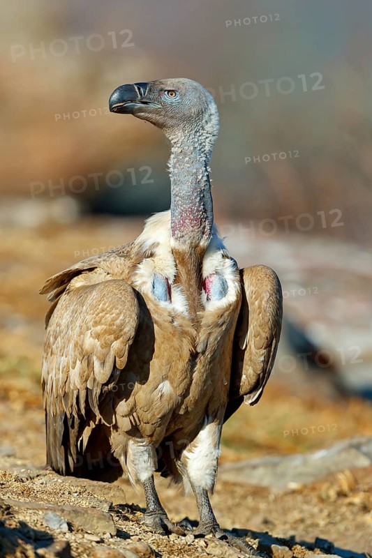 Cape Vulture, also cape griffon (Gyps coprotheres), Giant's Castle Hide, KwaZulu-Natal, South Africa