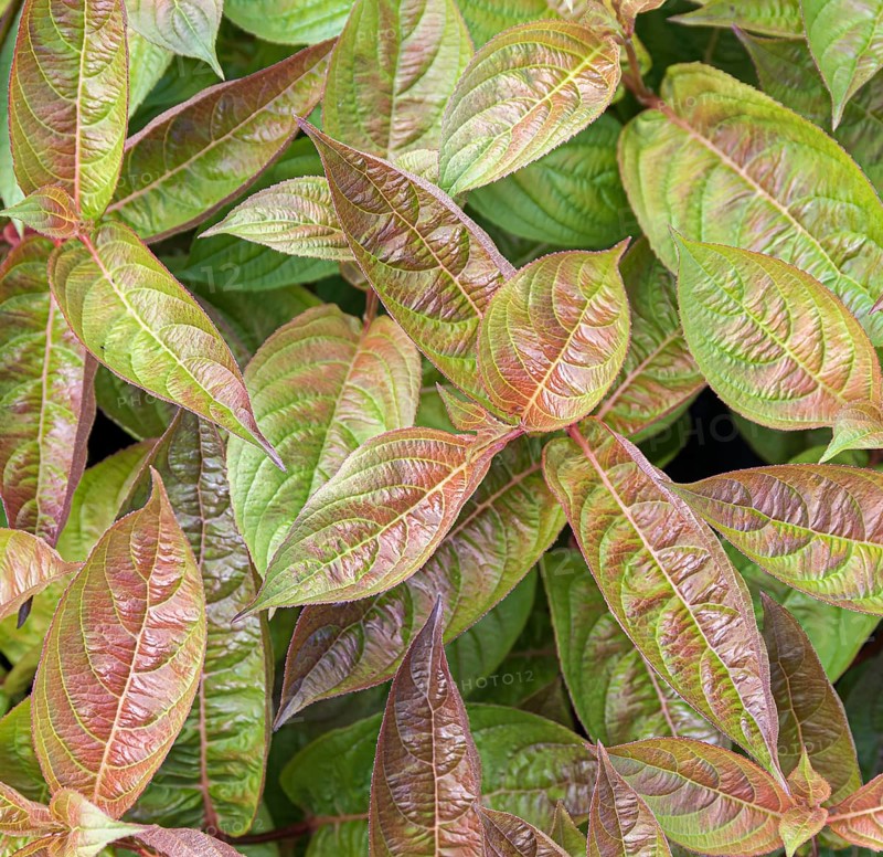 Weigela (Weigela 'Wings of Fire'), BS Sämann, Germany