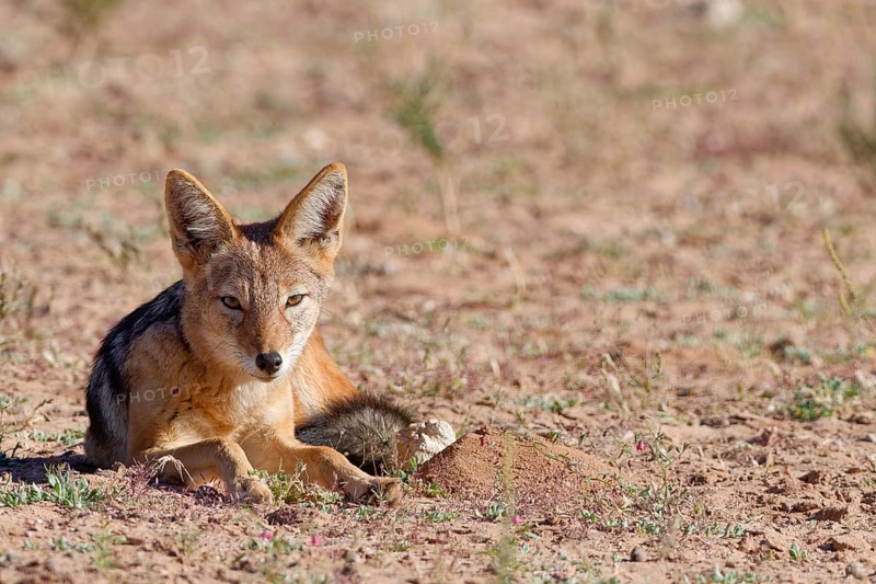 Black-backed jackal (Lupulella mesomelas), adult animal, lying in the grassland, alert, animal portrait, Kgalagadi Transfrontier Park, Northern Cape, South Africa