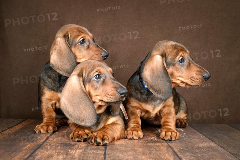 Three adorable dachshund puppies rest together on a dark, textured background. Their shiny coats and curious eyes capture the playful essence of these charming little dogs