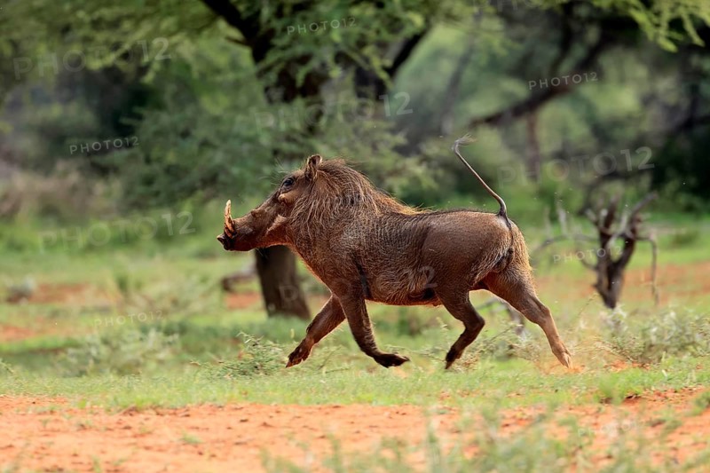 Warthog (Phacochoerus africanus), adult, running, Mokala National Park, Northern Cape, South Africa