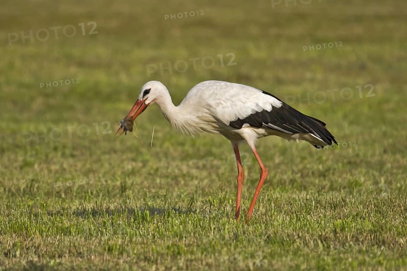 White Stork (Ciconia ciconia) eating a mouse, Bavaria, Germany