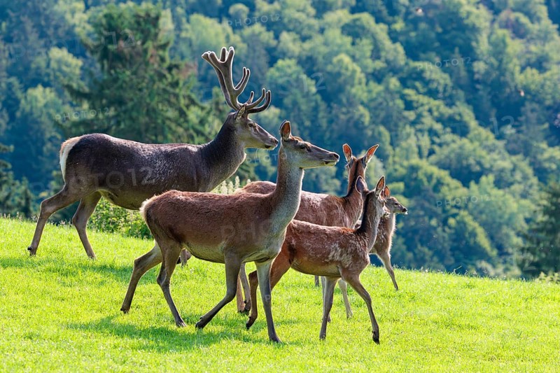 A herd of red deer (Cervus elaphus) runs across a green meadow in hilly terrain. A forest can be seen in the background. Bavaria, Germany