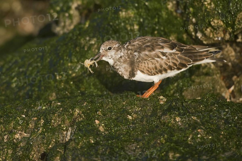 Ruddy Turnstone (Arenaria interpres), Netherlands