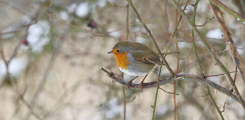 Robin (Erithacus rubecula), on a twig in the branches of a dog rose (Rosa canina), Wilnsdorf, North Rhine-Westphalia, Germany
