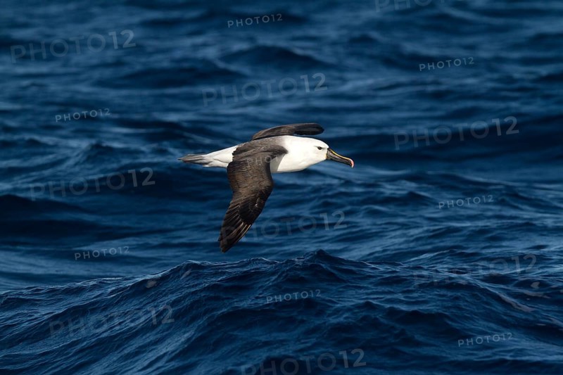 Indian Yellow-nosed Albatross (Thalassarche carteri) flying, New South Wales Australia
