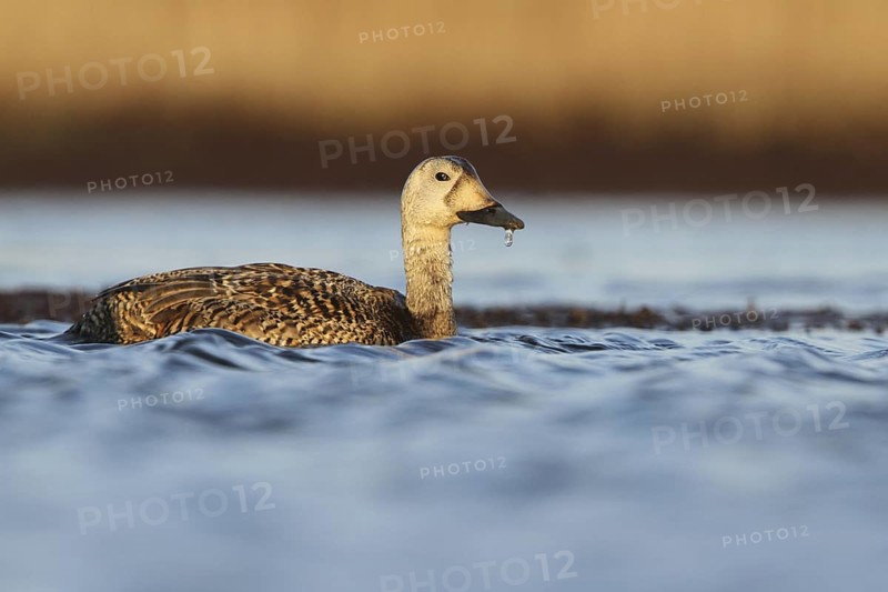 Spectacled Eider (Somateria fischeri) female, Alaska, USA